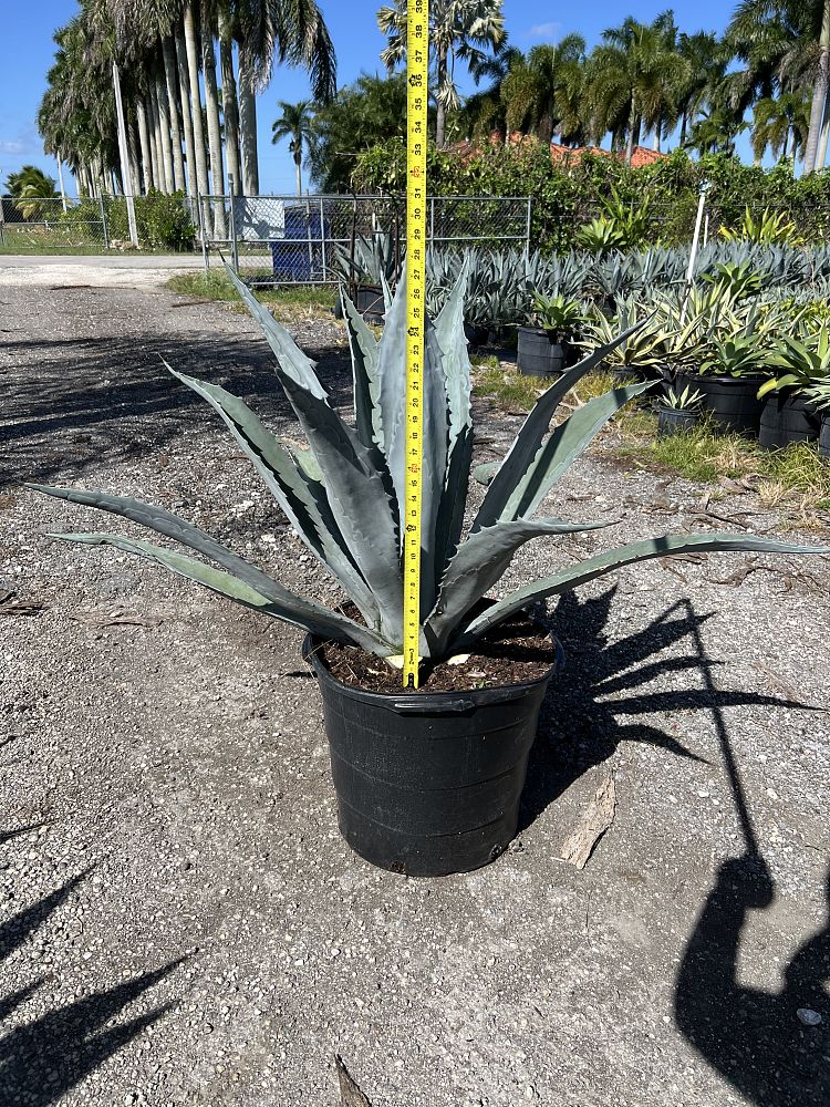 agave-americana-super-blue-century-plant