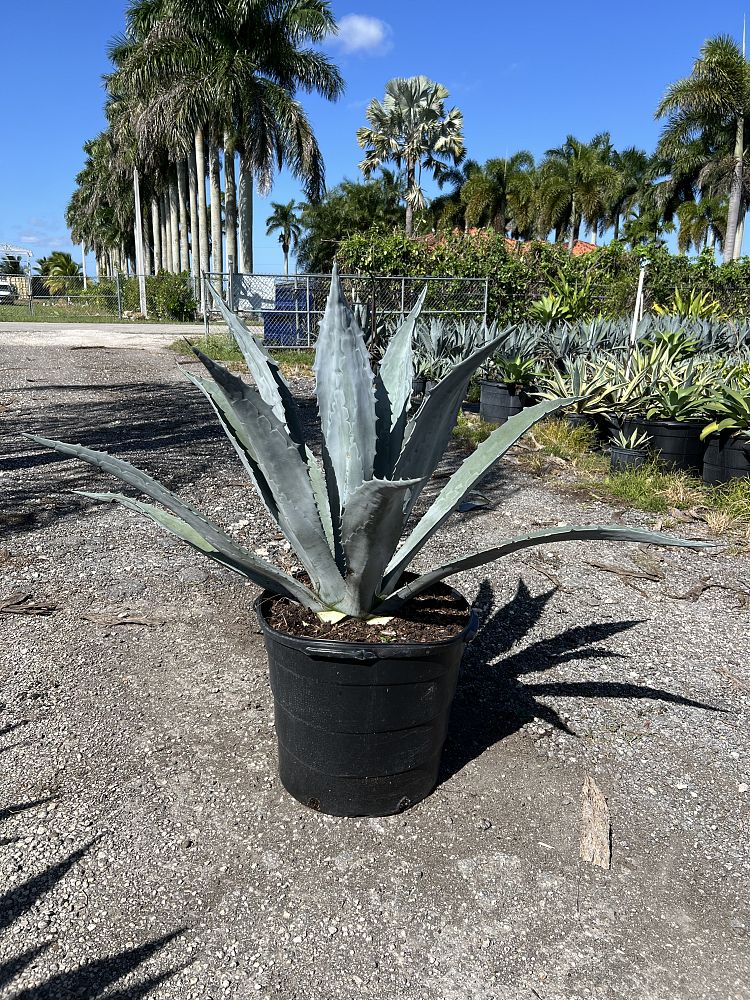 agave-americana-super-blue-century-plant