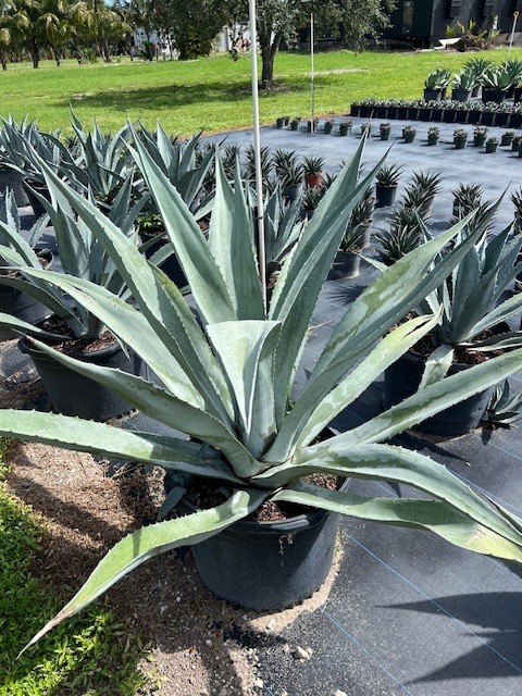 agave-americana-super-blue-century-plant