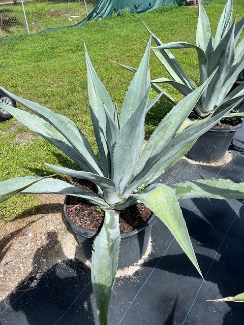 agave-americana-super-blue-century-plant
