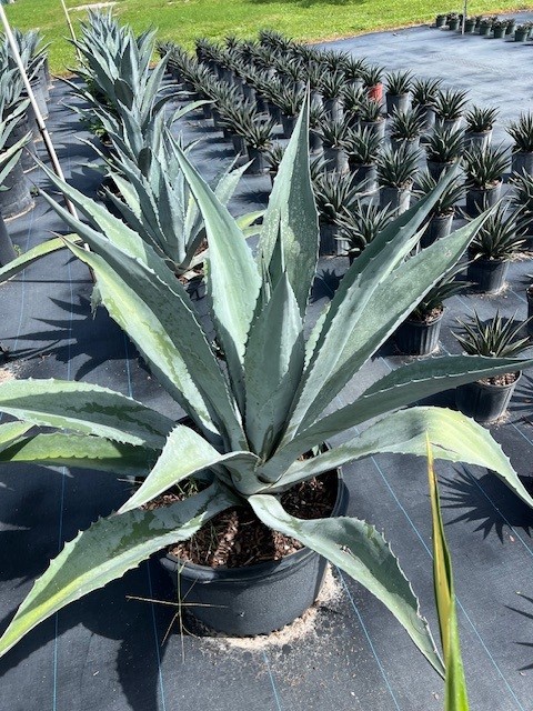 agave-americana-super-blue-century-plant