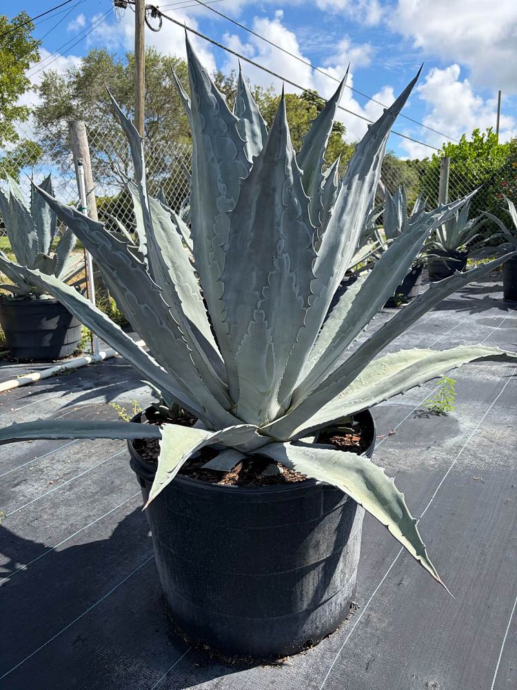 agave-americana-super-blue-century-plant