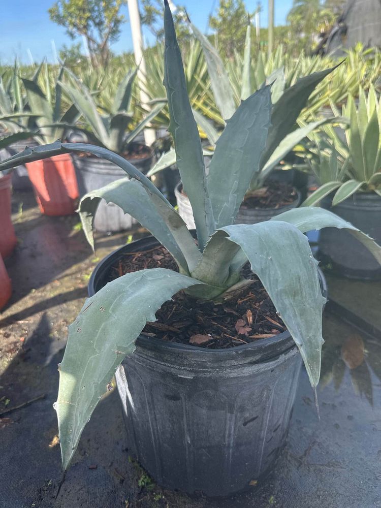 agave-americana-super-blue-century-plant
