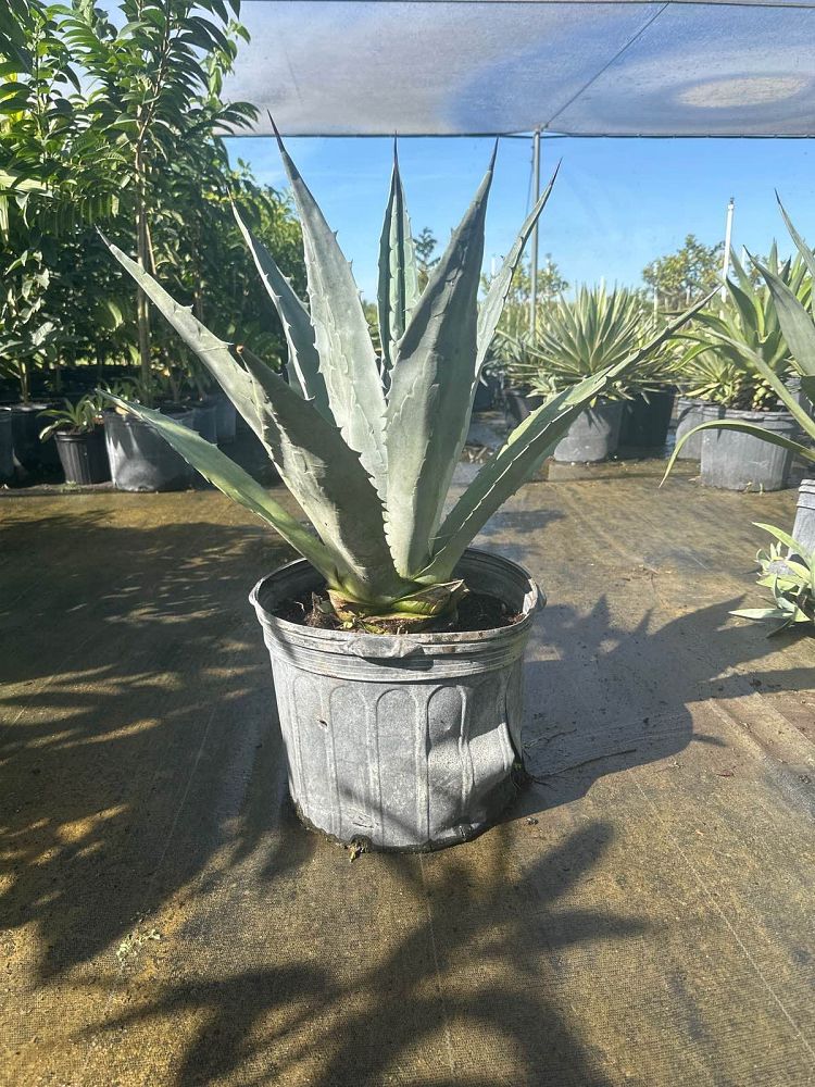 agave-americana-super-blue-century-plant