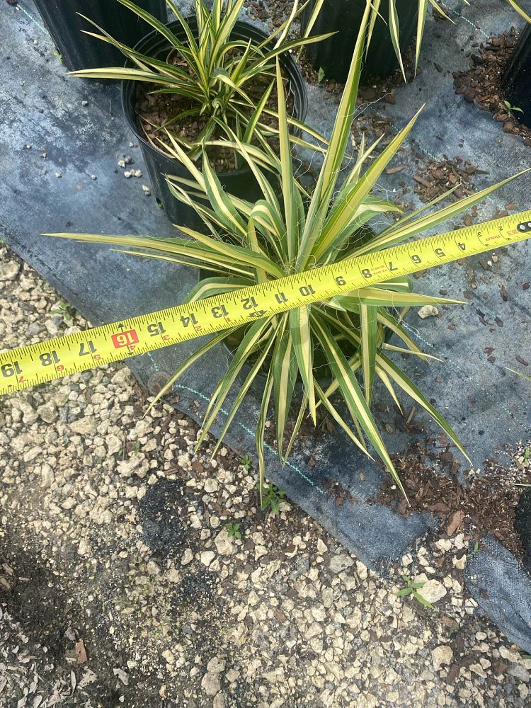 agave-americana-var-medio-picta-yellow-striped-century-plant
