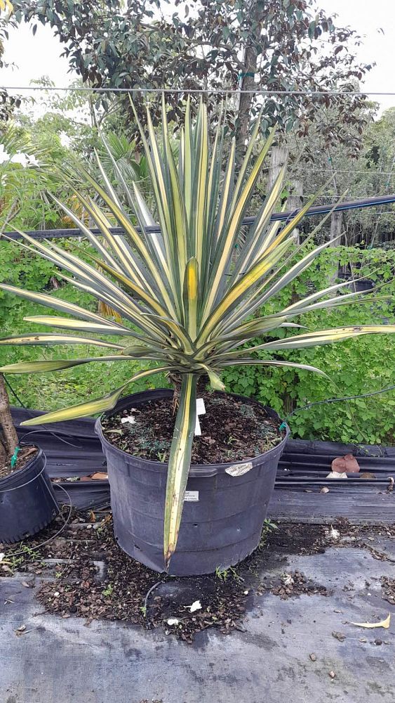agave-americana-var-medio-picta-yellow-striped-century-plant