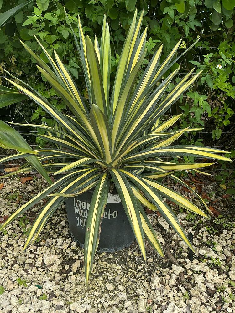 agave-americana-var-medio-picta-yellow-striped-century-plant