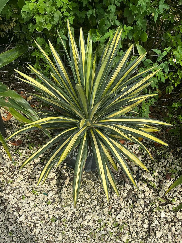 agave-americana-var-medio-picta-yellow-striped-century-plant