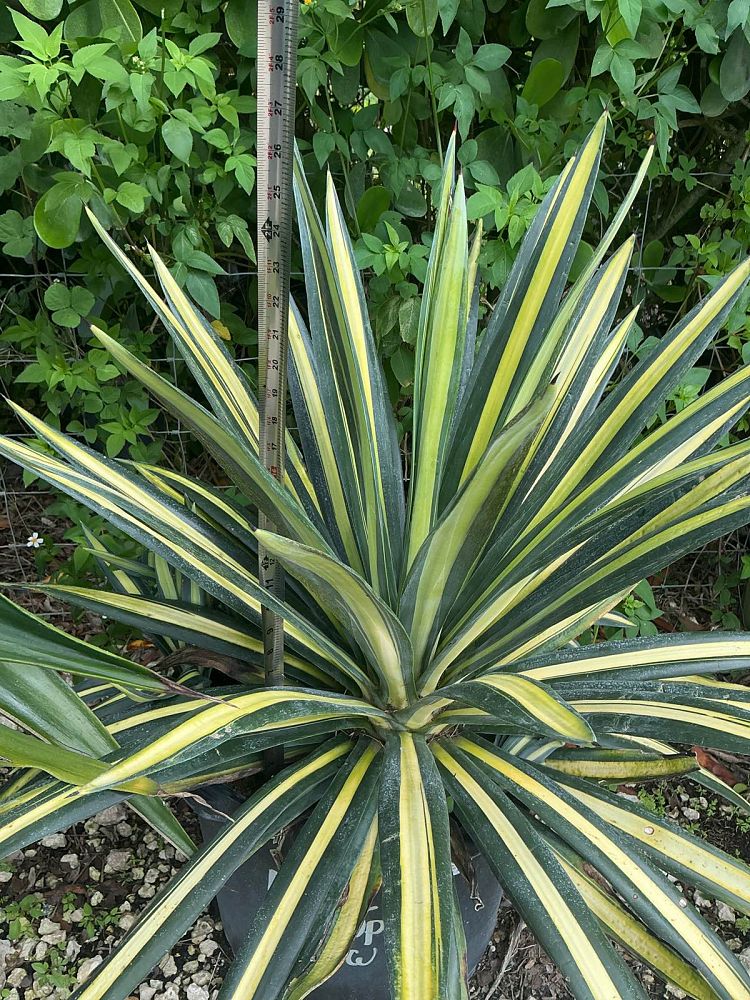 agave-americana-var-medio-picta-yellow-striped-century-plant