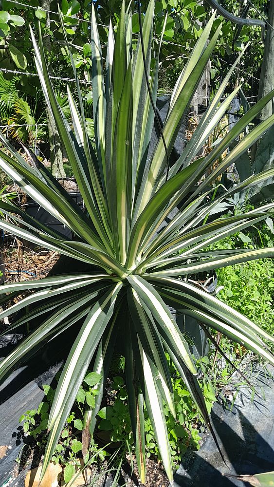 agave-americana-var-medio-picta-yellow-striped-century-plant