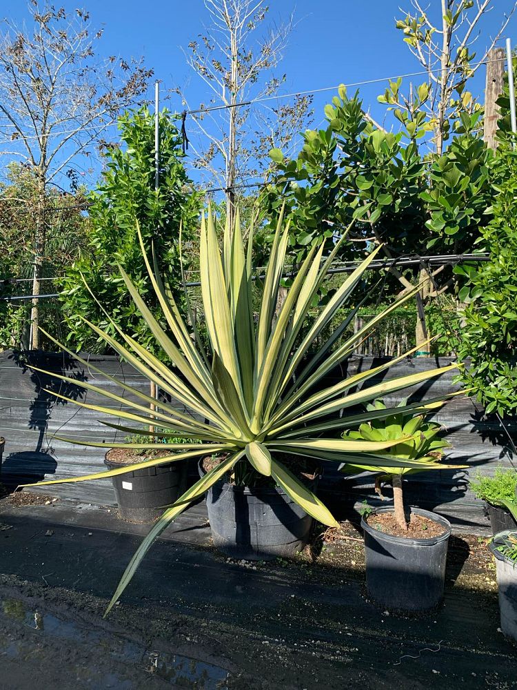agave-americana-var-medio-picta-yellow-striped-century-plant