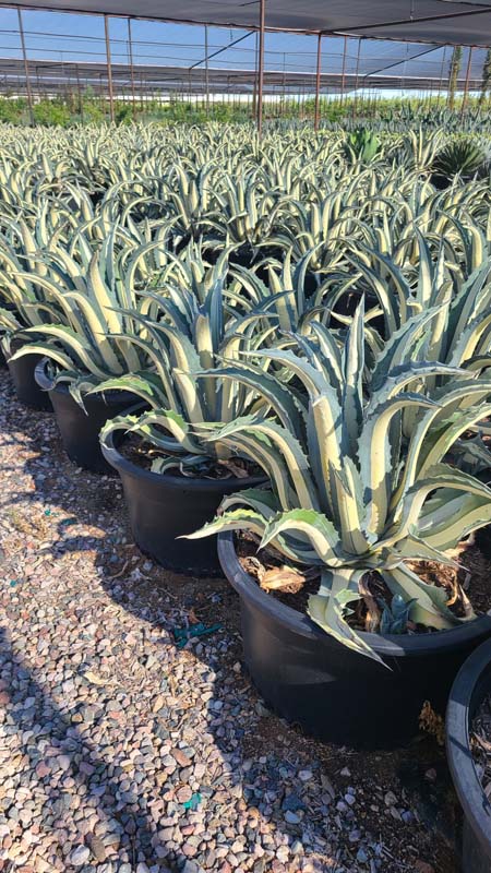 agave-americana-var-medio-picta-yellow-striped-century-plant