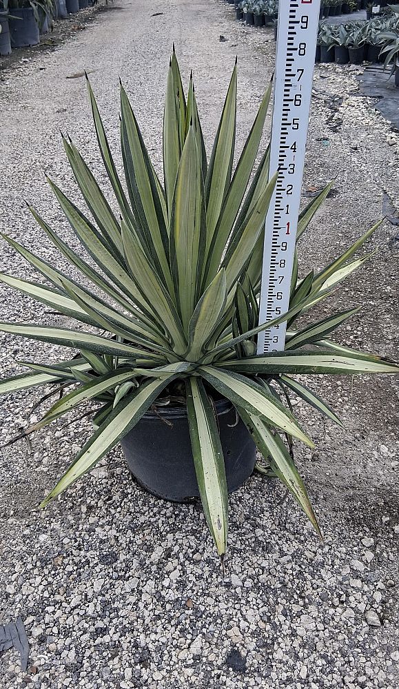 agave-americana-var-medio-picta-yellow-striped-century-plant