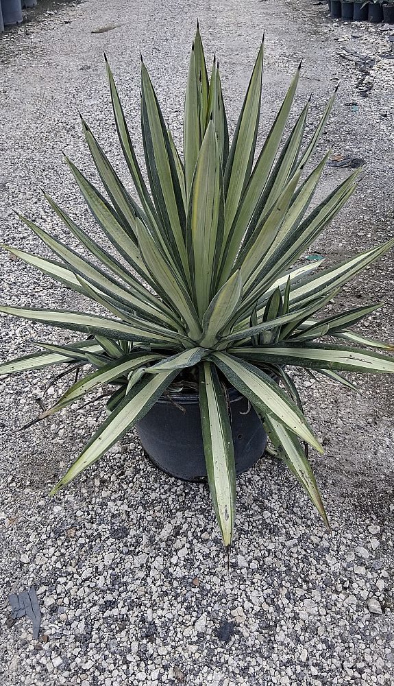 agave-americana-var-medio-picta-yellow-striped-century-plant