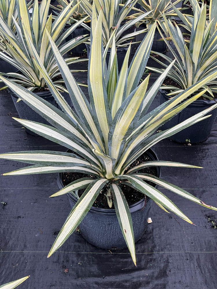 agave-americana-var-medio-picta-yellow-striped-century-plant