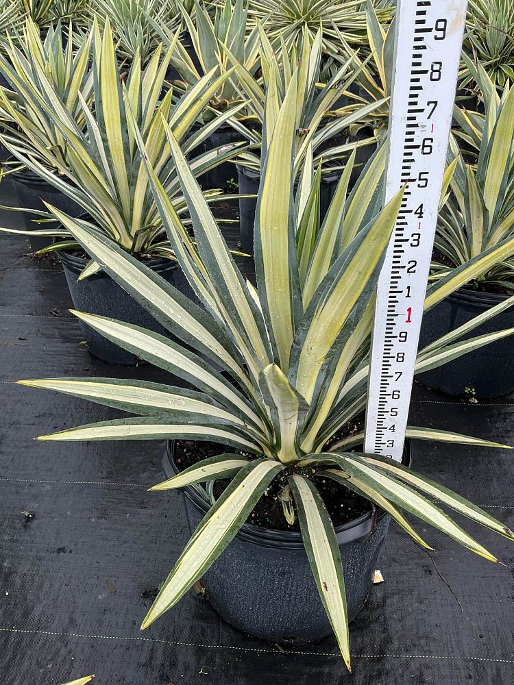 agave-americana-var-medio-picta-yellow-striped-century-plant