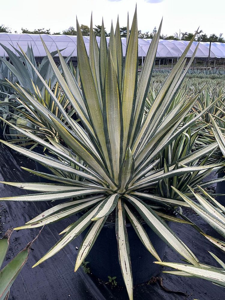 agave-americana-var-medio-picta-yellow-striped-century-plant