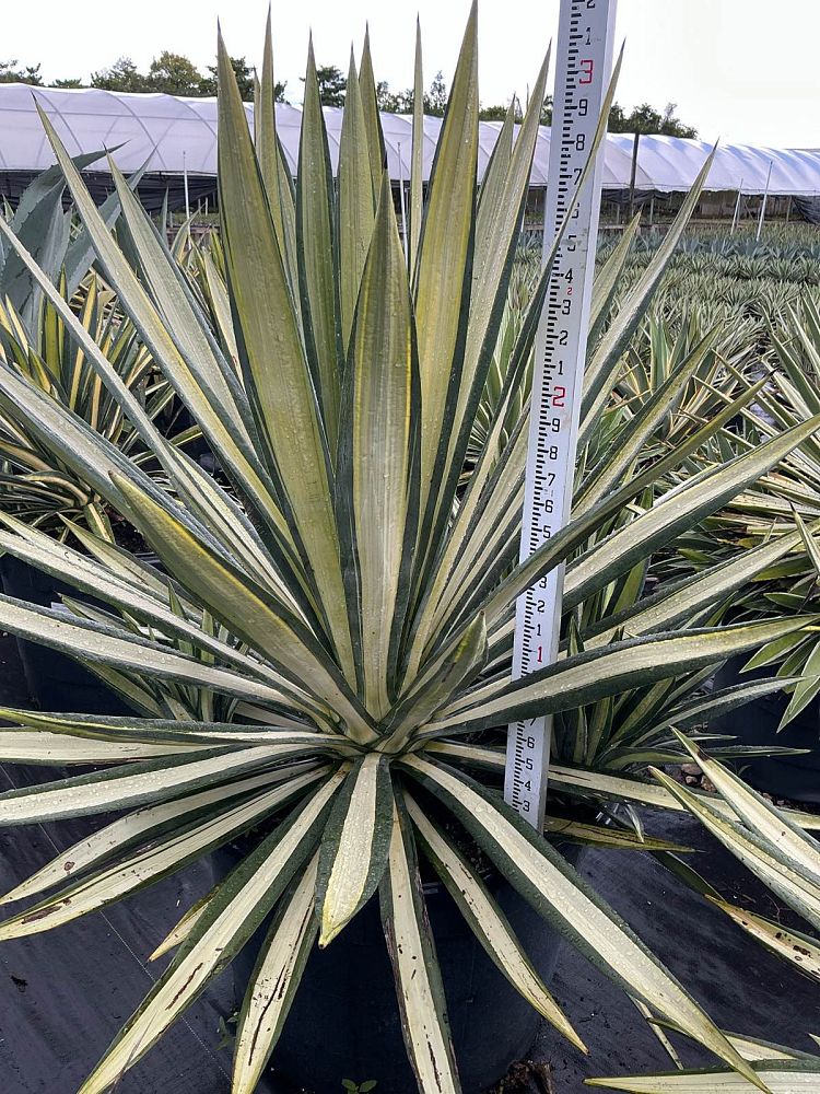 agave-americana-var-medio-picta-yellow-striped-century-plant