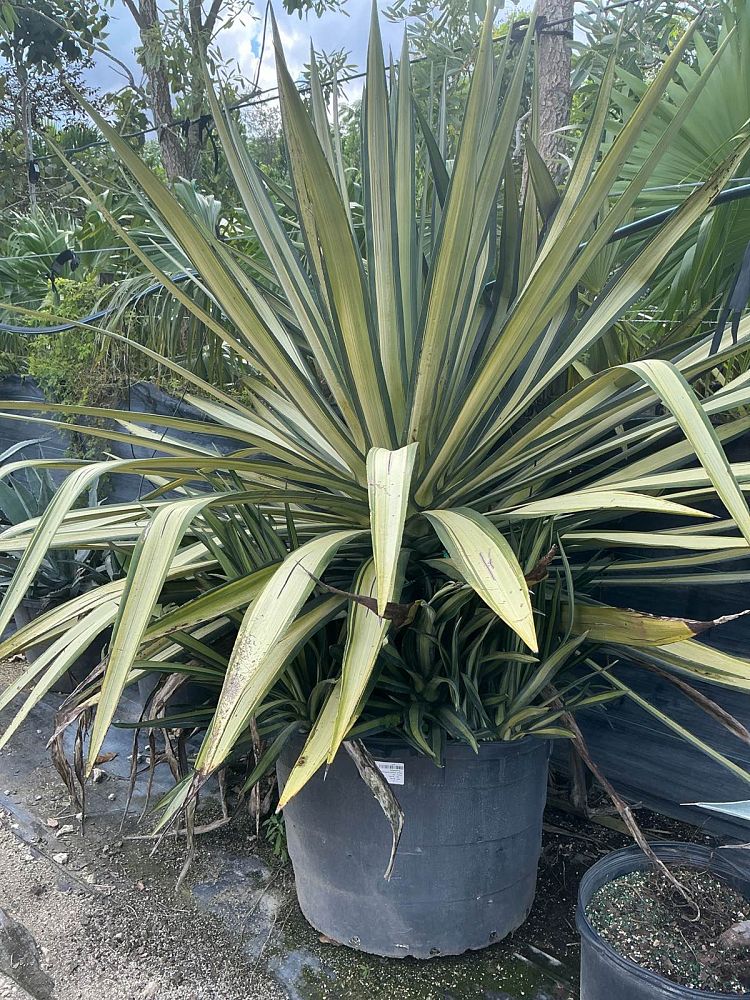 agave-americana-var-medio-picta-yellow-striped-century-plant