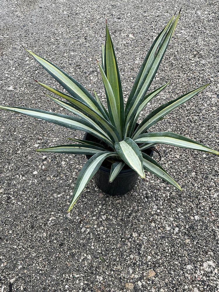 agave-americana-var-medio-picta-yellow-striped-century-plant