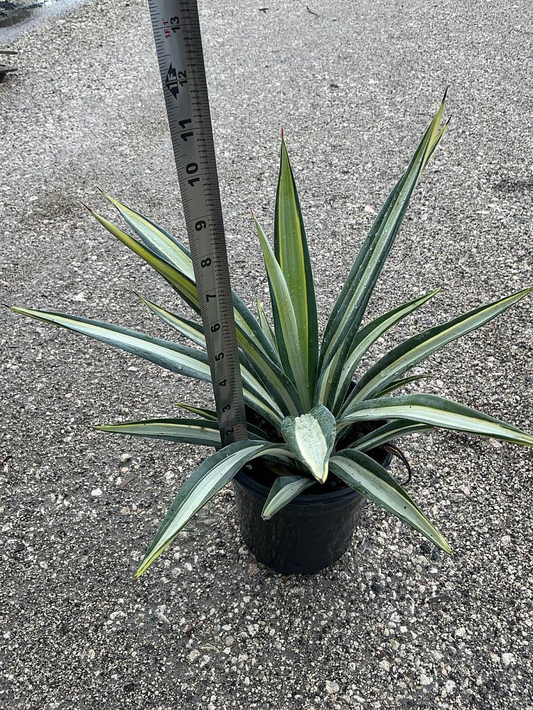 agave-americana-var-medio-picta-yellow-striped-century-plant