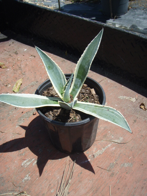 agave-americana-variegata-century-plant-variegated-americana-agave