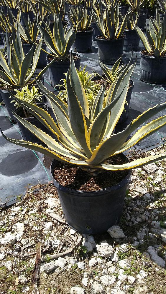 agave-americana-variegata-century-plant-variegated-americana-agave