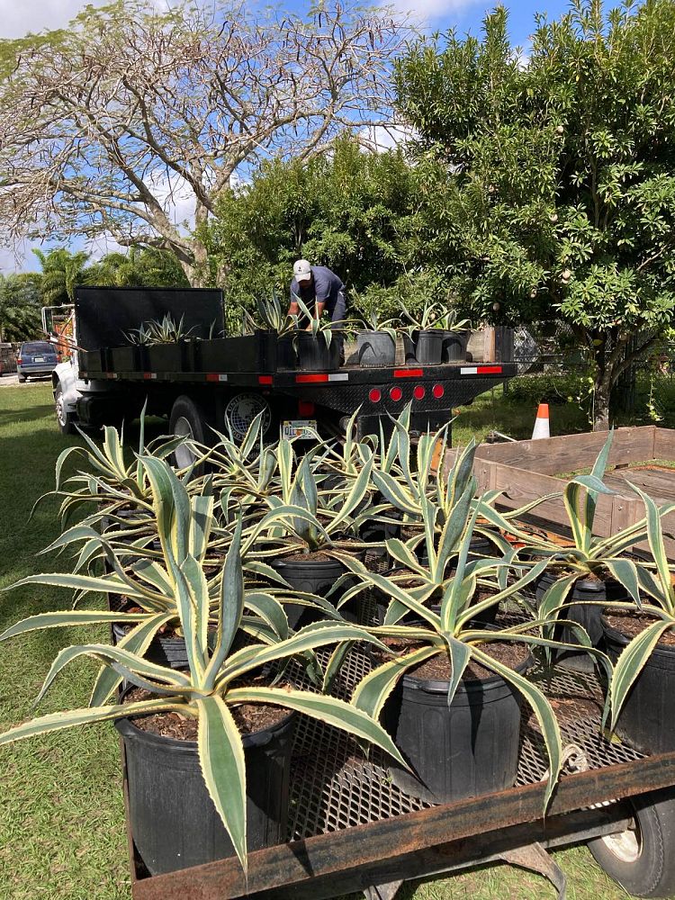 agave-americana-variegata-century-plant-variegated-americana-agave