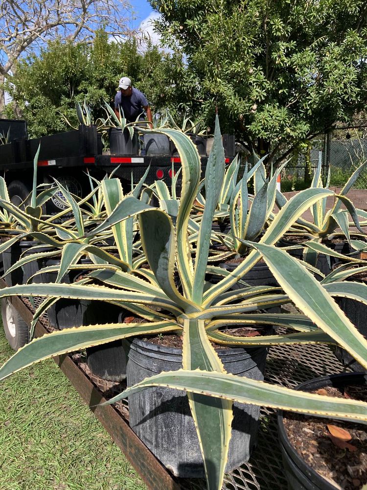 agave-americana-variegata-century-plant-variegated-americana-agave