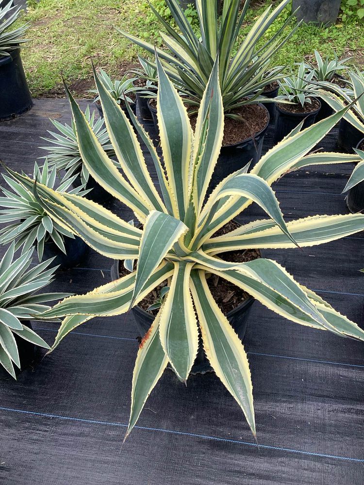 agave-americana-variegata-century-plant-variegated-americana-agave
