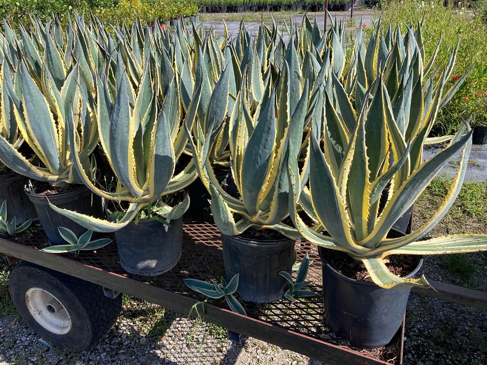agave-americana-variegata-century-plant-variegated-americana-agave