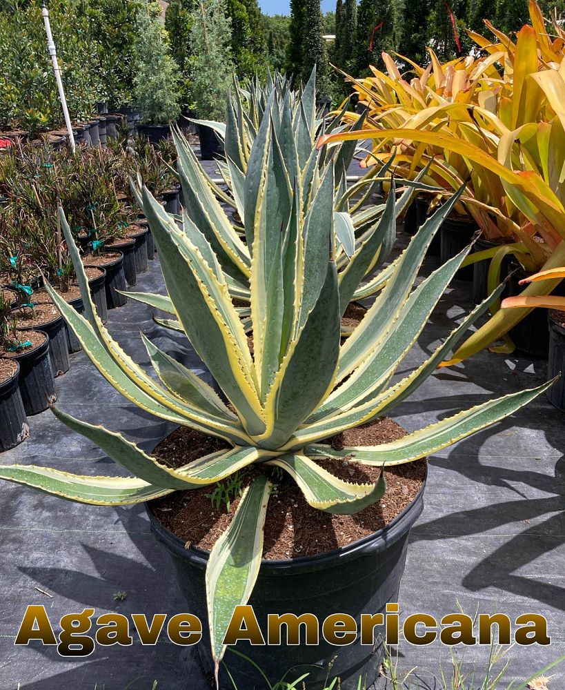 agave-americana-variegata-century-plant-variegated-americana-agave