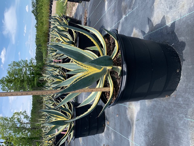 agave-americana-variegata-century-plant-variegated-americana-agave