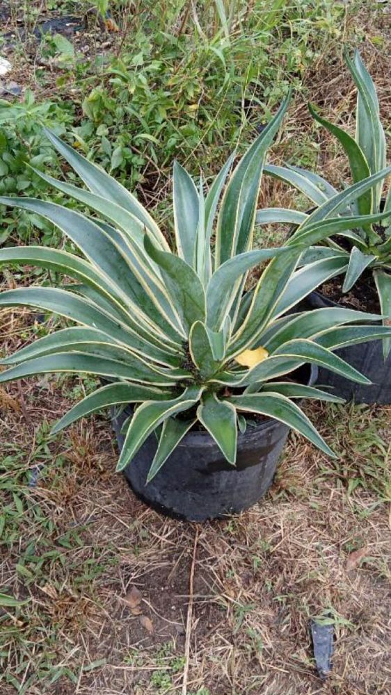 agave-americana-variegata-century-plant-variegated-americana-agave
