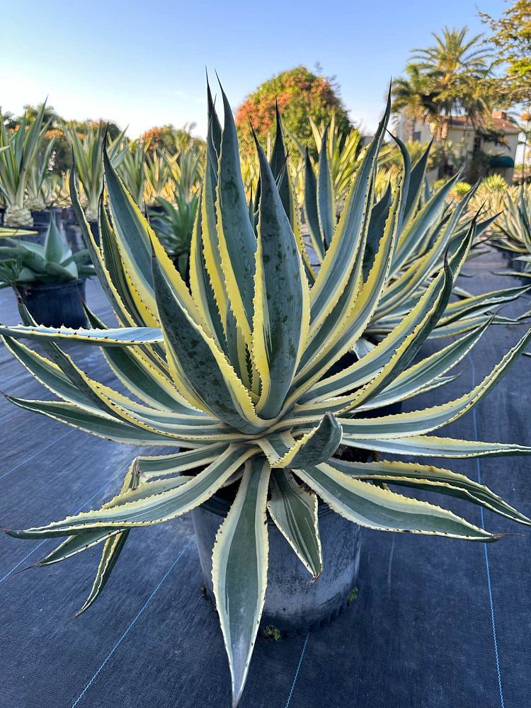 agave-americana-variegata-century-plant-variegated-americana-agave