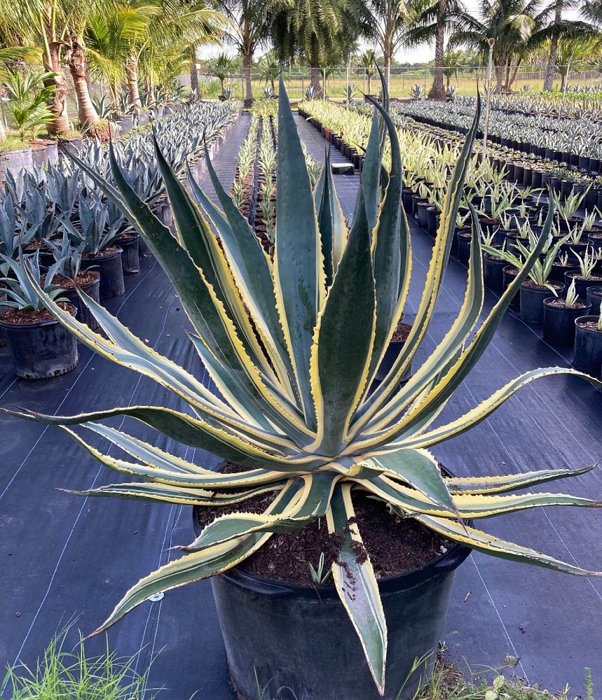agave-americana-variegata-century-plant-variegated-americana-agave