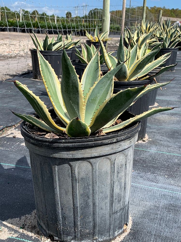 agave-americana-variegata-century-plant-variegated-americana-agave