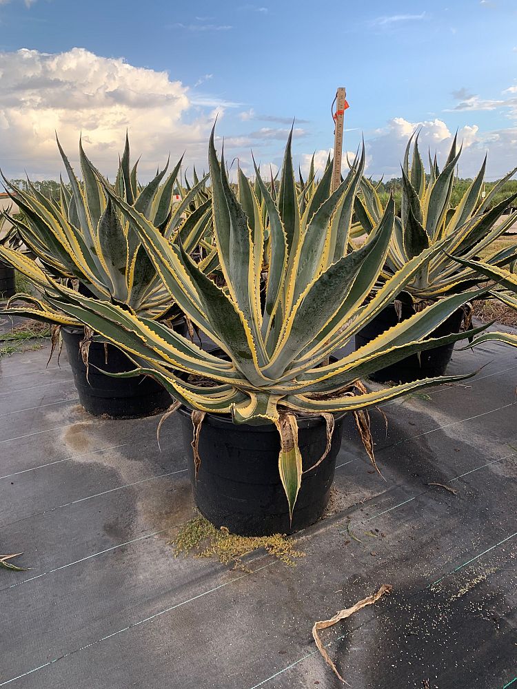 agave-americana-variegata-century-plant-variegated-americana-agave