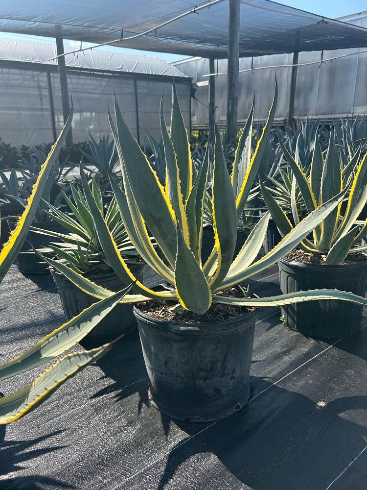 agave-americana-variegata-century-plant-variegated-americana-agave