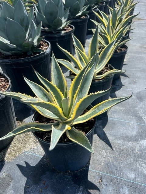 agave-americana-variegata-century-plant-variegated-americana-agave