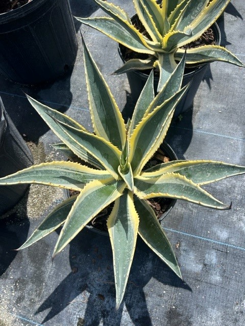 agave-americana-variegata-century-plant-variegated-americana-agave