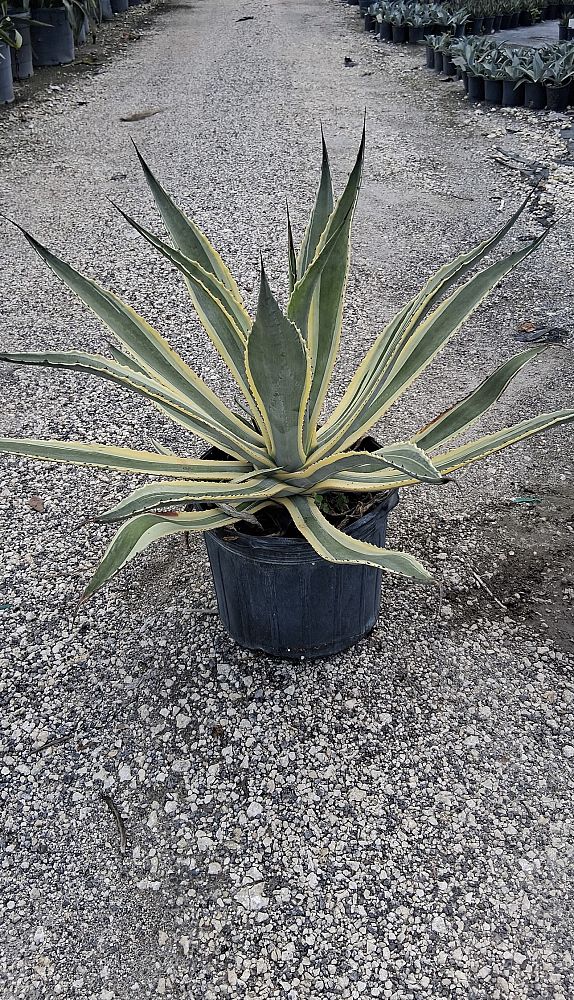 agave-americana-variegata-century-plant-variegated-americana-agave