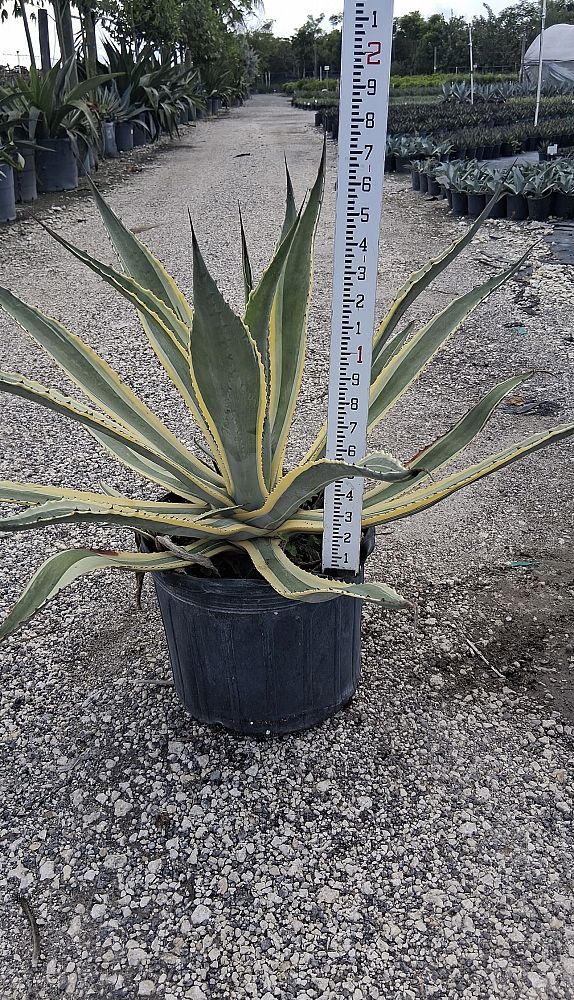 agave-americana-variegata-century-plant-variegated-americana-agave