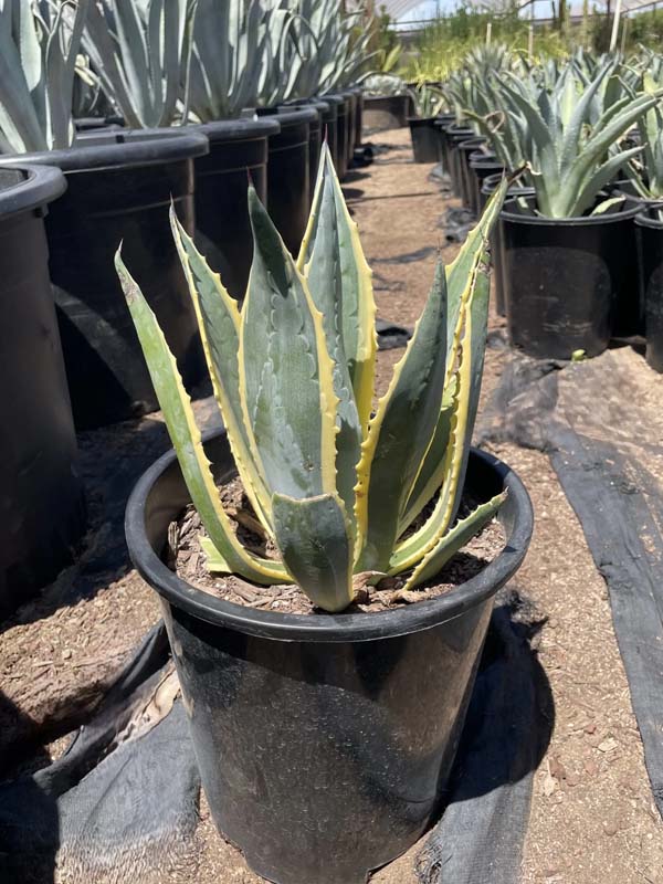 agave-americana-variegata-century-plant-variegated-americana-agave