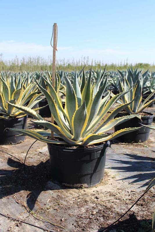 agave-americana-variegata-century-plant-variegated-americana-agave