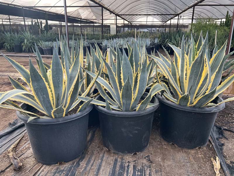 agave-americana-variegata-century-plant-variegated-americana-agave