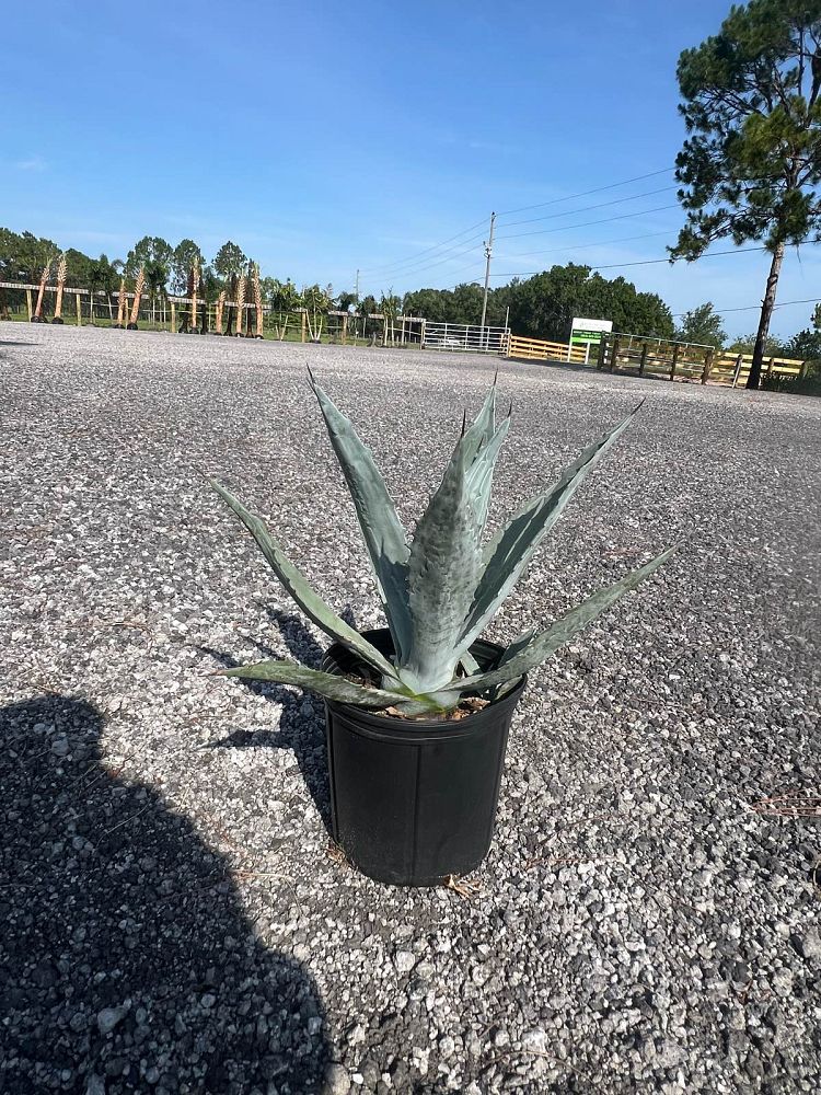 agave-americana-variegata-century-plant-variegated-americana-agave