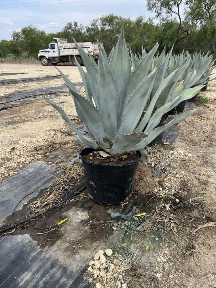 agave-americana-x-agave-scabra