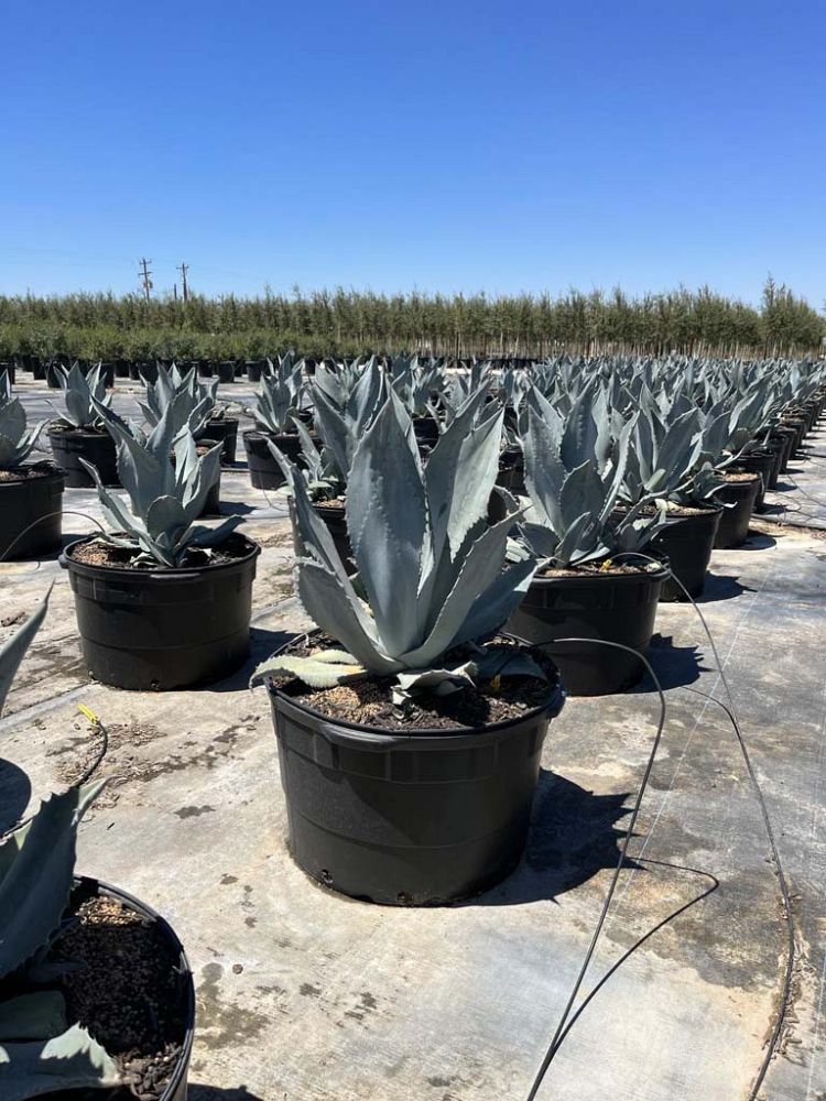 agave-americana-x-agave-scabra