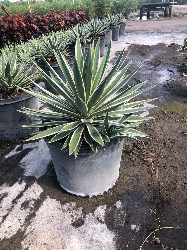 agave-angustifolia-carribean-agave